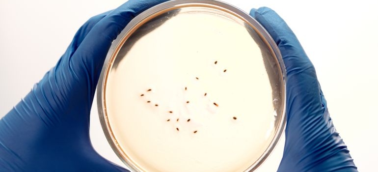 Gloved hands holding a petri dish with bacterial colonies in a microbiology laboratory.