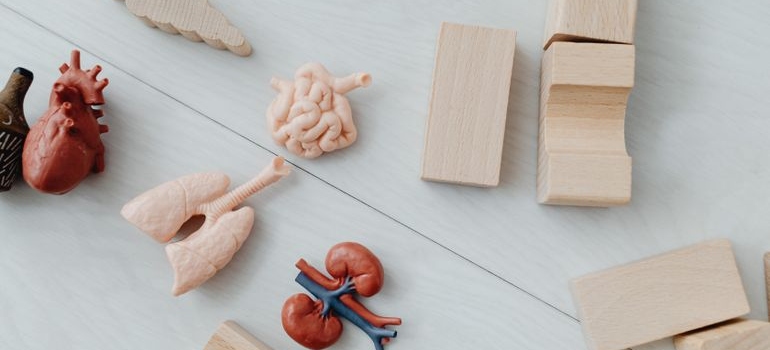 Educational models of human organs arranged together to represent connected body systems.