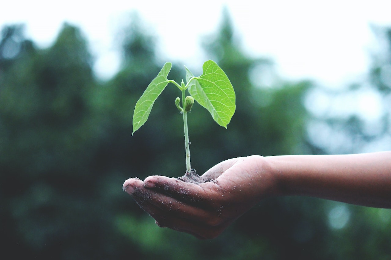 a plant growing out of a woman's palm, representing how to personal growth in life after addiction recovery