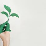 person holding a green plant, symbolizing sustainability and addiction recovery