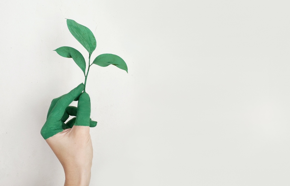 person holding a green plant, symbolizing sustainability and addiction recovery