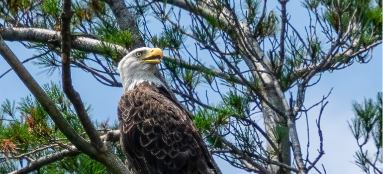 A bald eagle on a tree near Lake Ariel, PA.