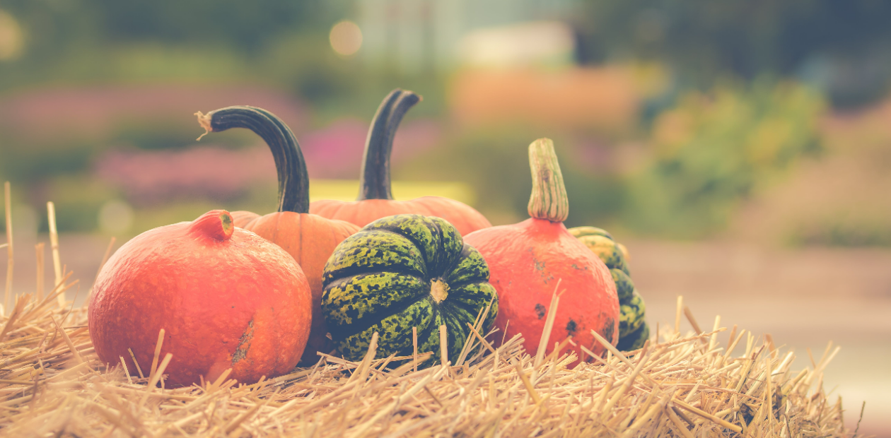 green and orange squash for Thanksgiving