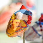 Focused photo of a model of a human heart.