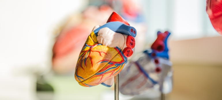 Focused photo of a model of a human heart.
