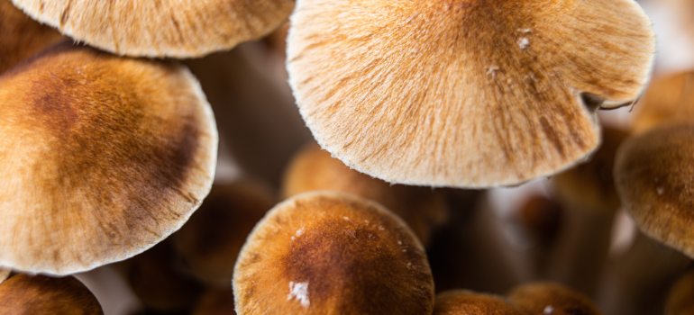 psilocybin mushrooms found in nature