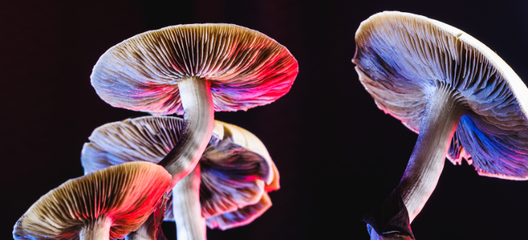 some psilocybin mushrooms and the vibrant colors around them 