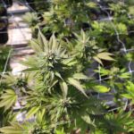 Cannabis plant