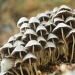 mushrooms as a symbol of Psilocybin for Depression
