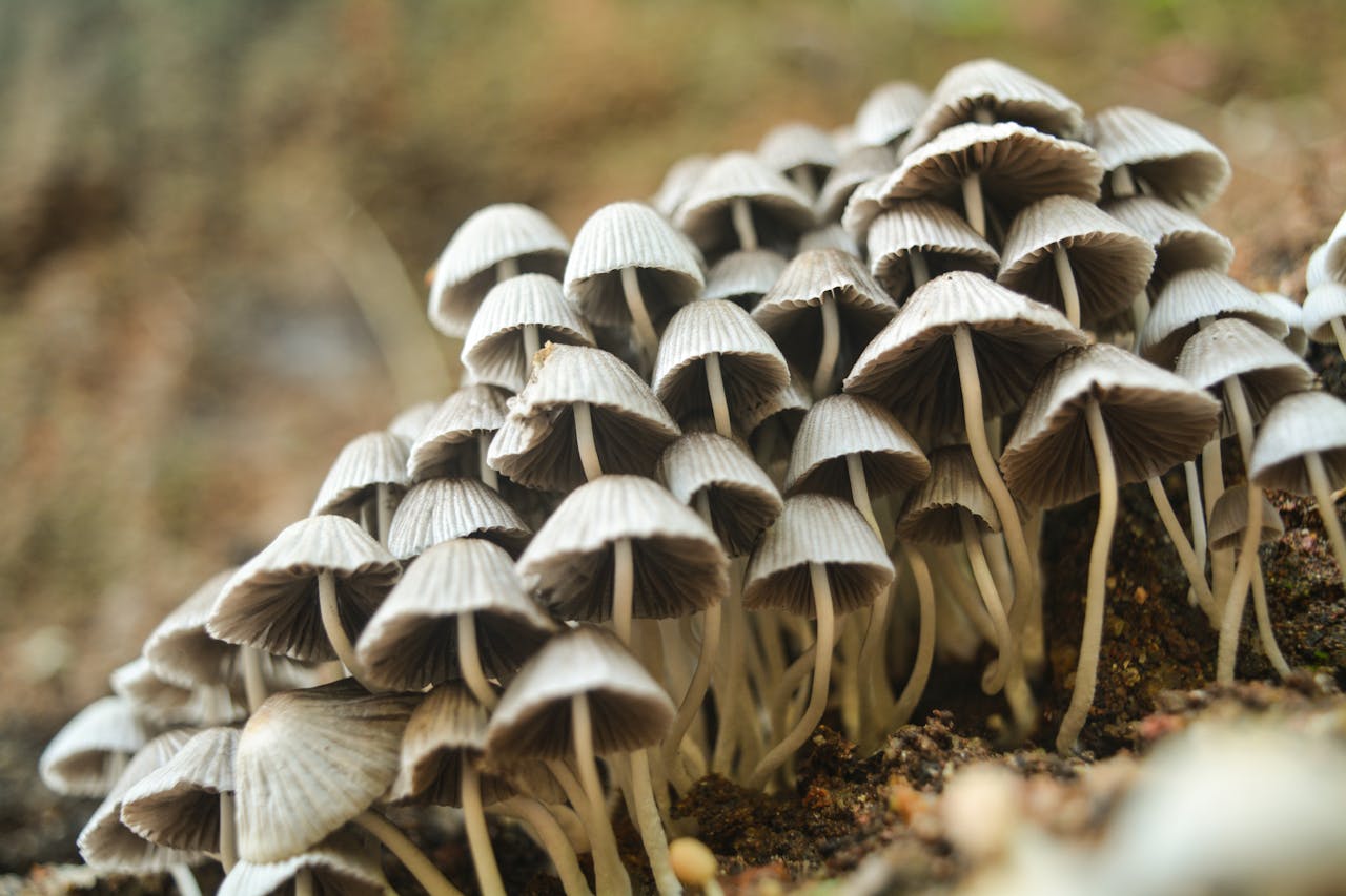 mushrooms as a symbol of Psilocybin for Depression