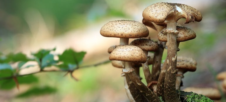 Cluster of mushrooms in the woods.