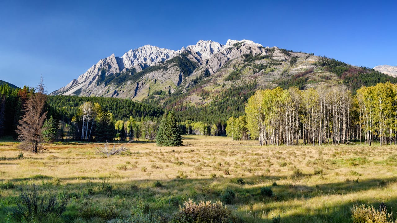 Mountain and forest nature shot.