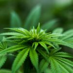 Marijuana plant.