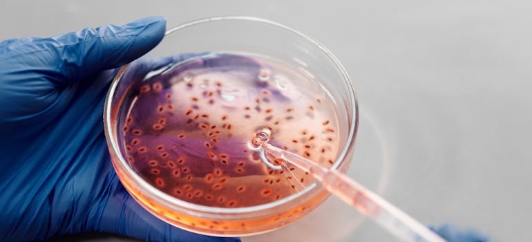 Lab tech growing bacteria in a petri dish.