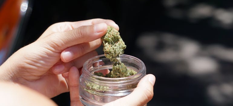 Person holding a glass jar with marijuana.